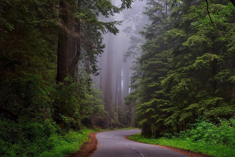 Redwood National and State Parks, California